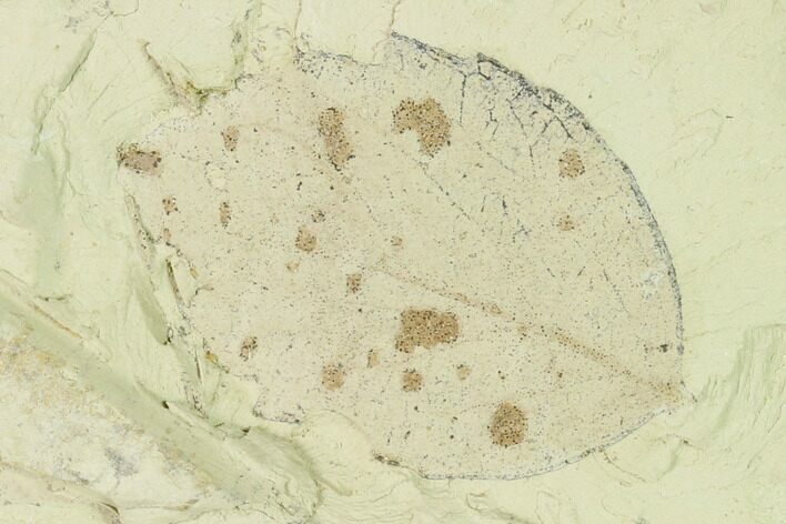 Miocene Fossil Leaf (Populus) - Augsburg, Germany #139476